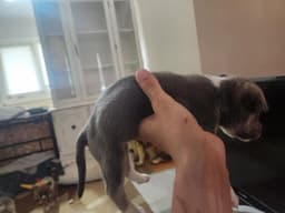Tater Tot image 2