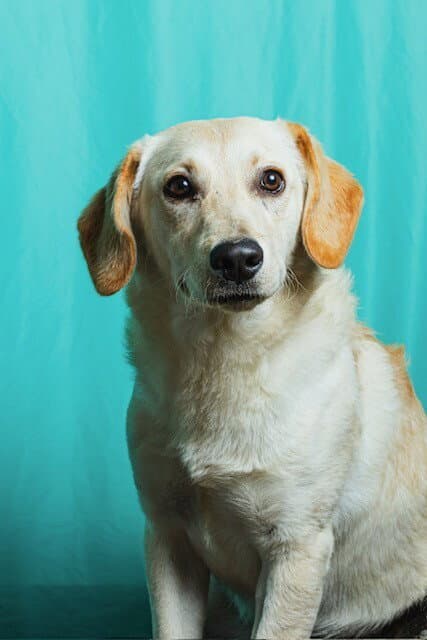 Cemita - Retriever