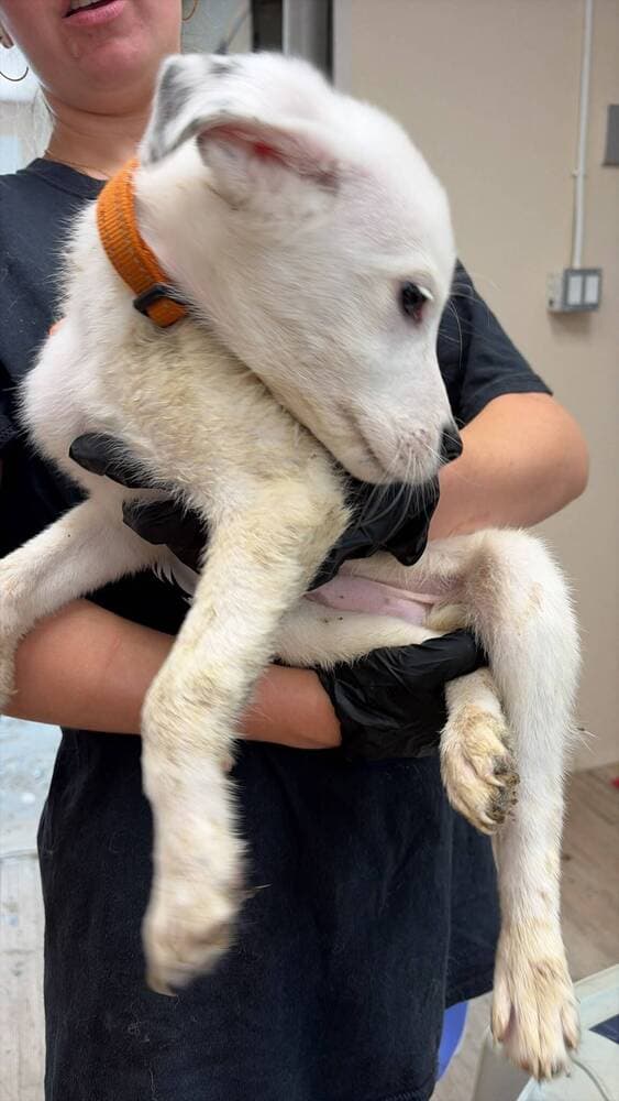 Lightning - Great Pyrenees