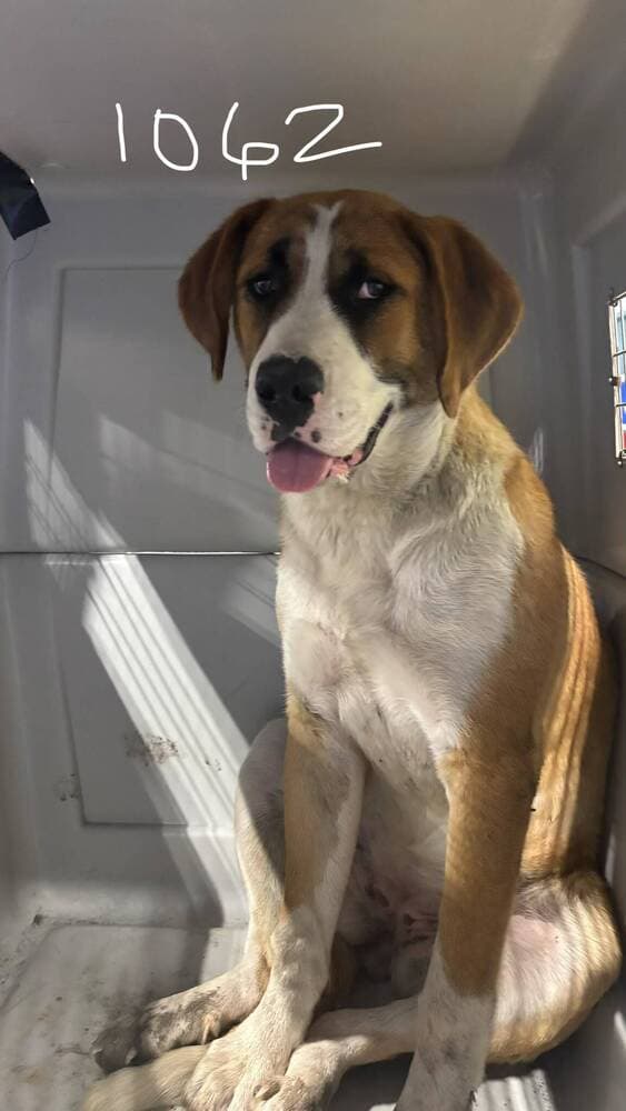 Darya - Saint Bernard
