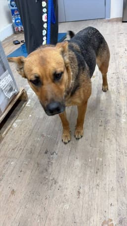 Tillie image 1