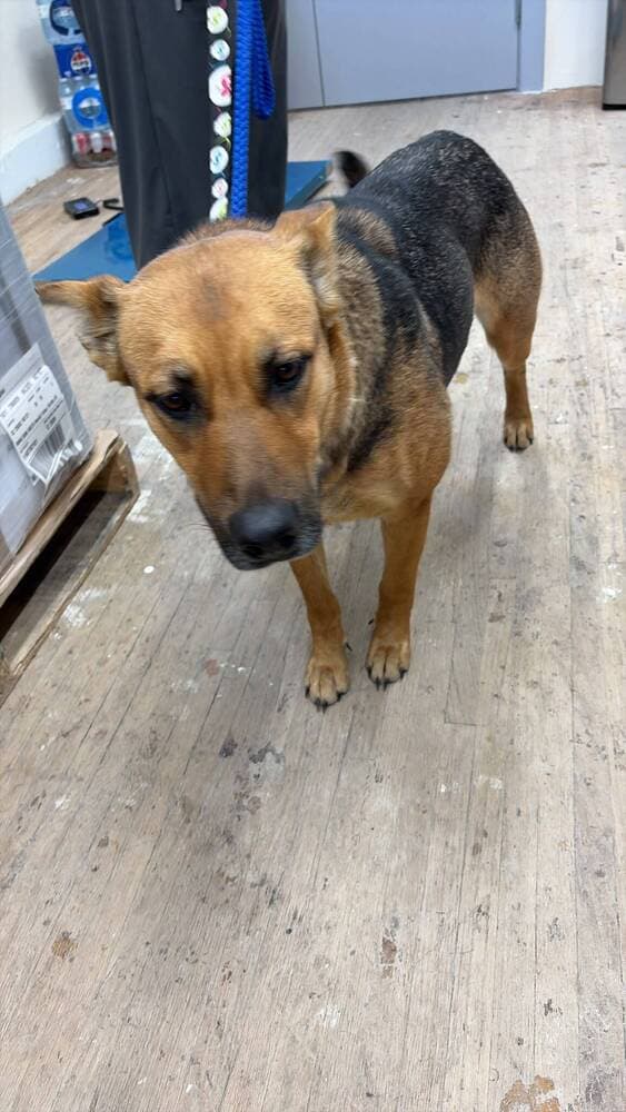 Tillie - Shepherd