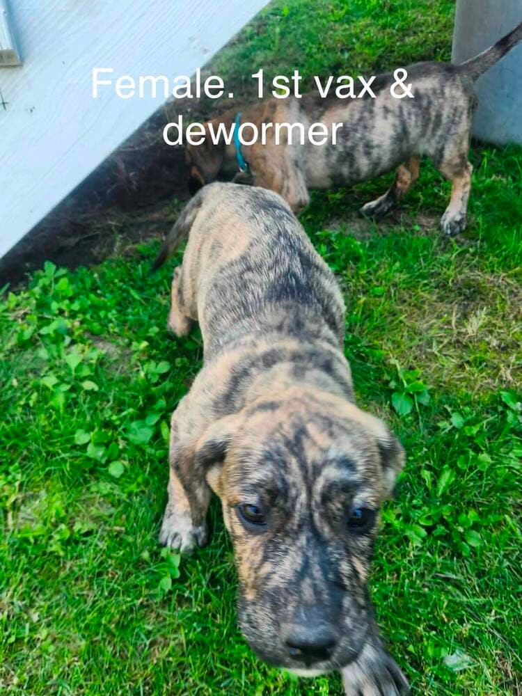 Dexy - Shepherd