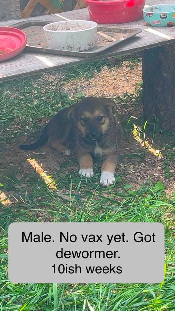 Zeke - Shepherd