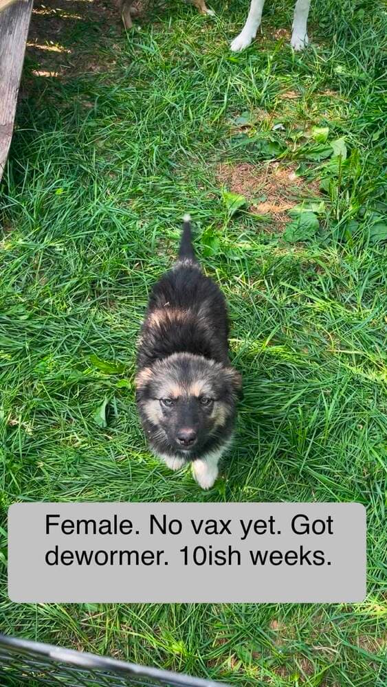 Zia - Shepherd