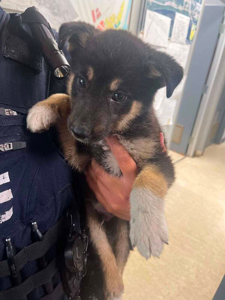 Zane - Shepherd