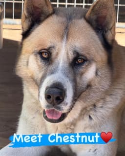 Chestnut image 1