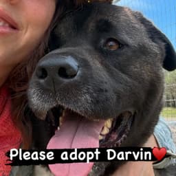 Darvin image 2