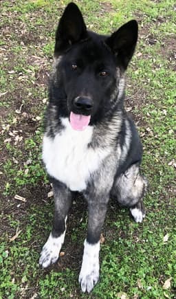 Micah - Puppy image 1