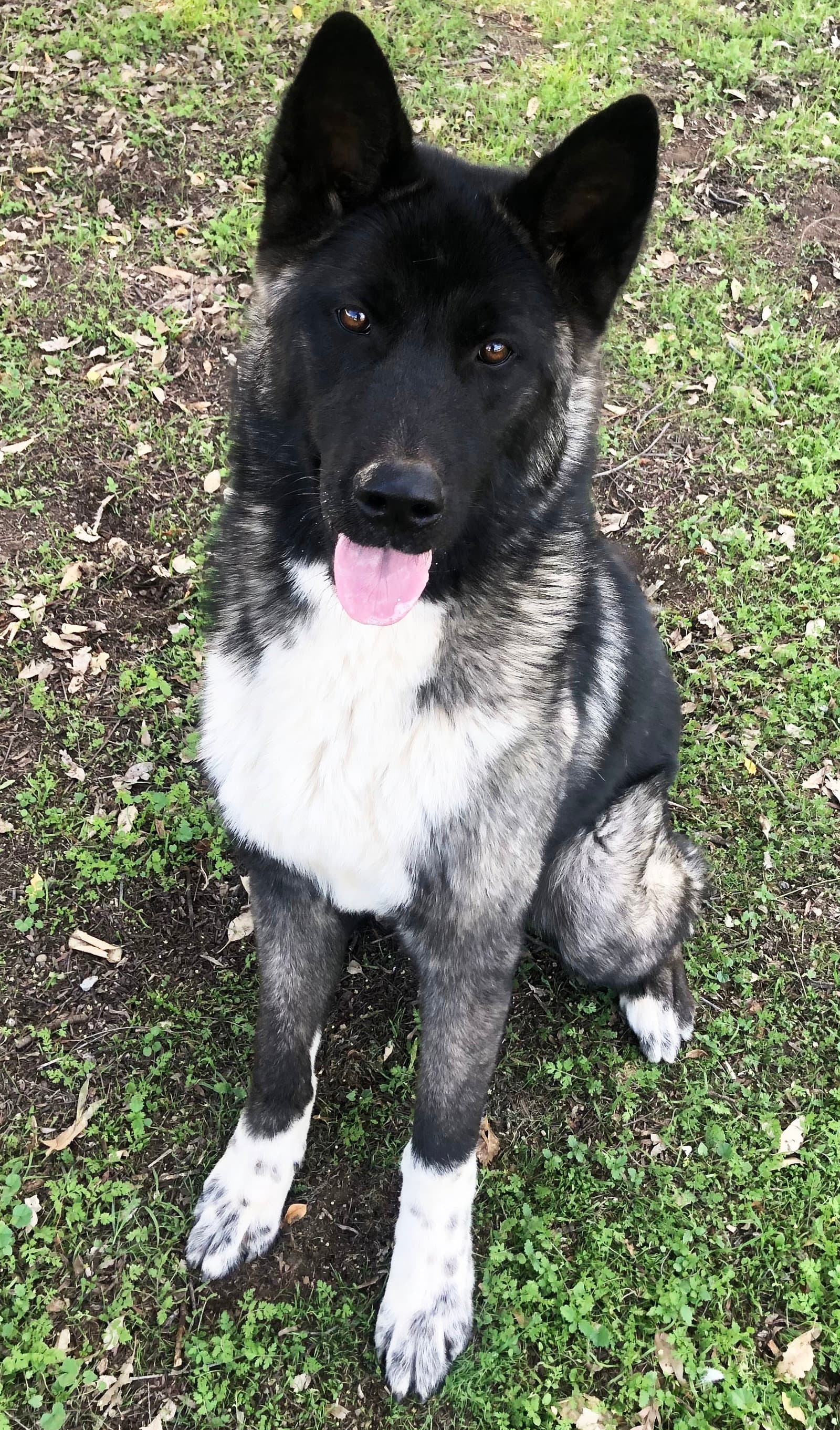 Micah - Puppy - Akita