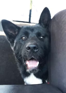 Micah - Puppy image 3