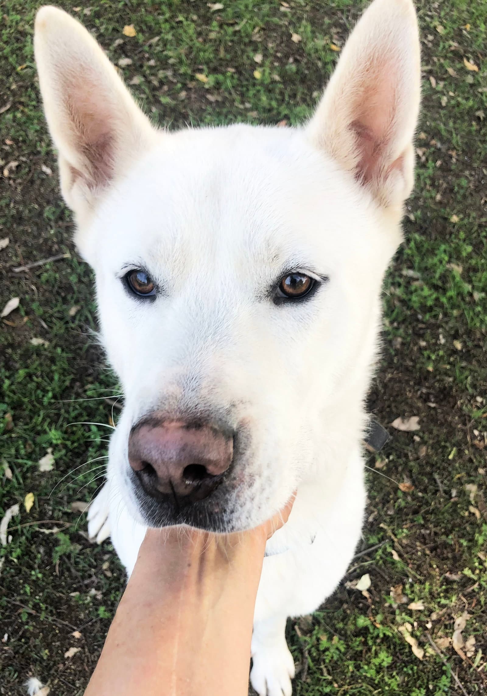 Keanu - Akita