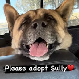 Sully image 2