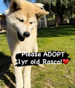 Rascal - Puppy image 1