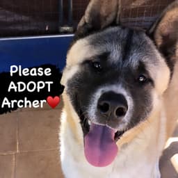 Archer image 1