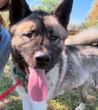 Ace - Akita
