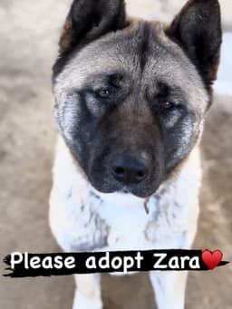 Zara image 1