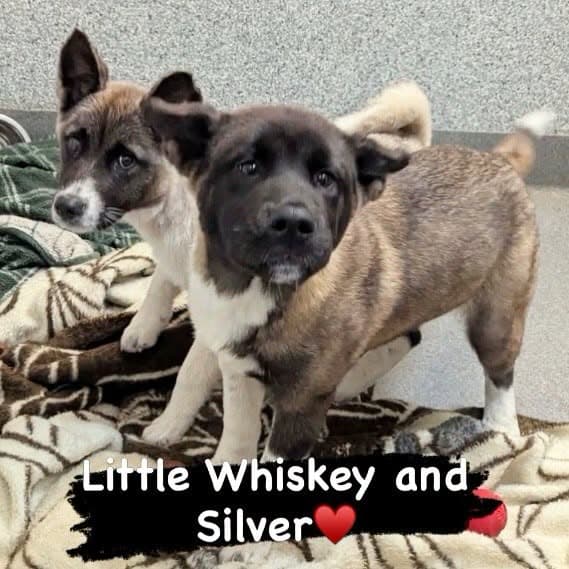Akitapuppies - Akita