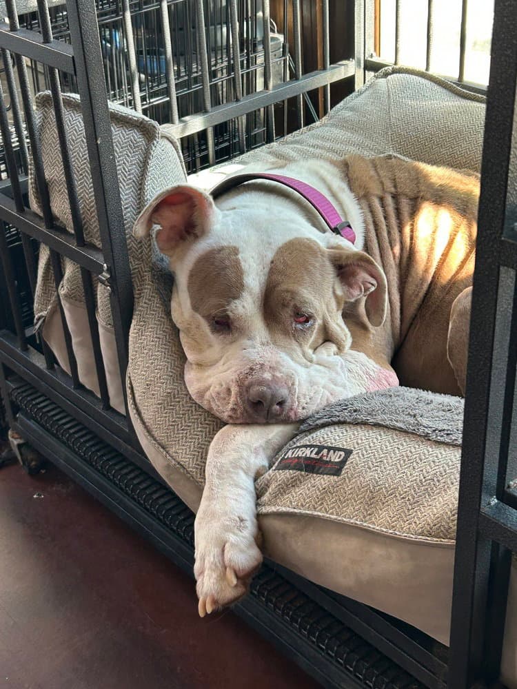 Princess - Pit Bull Terrier
