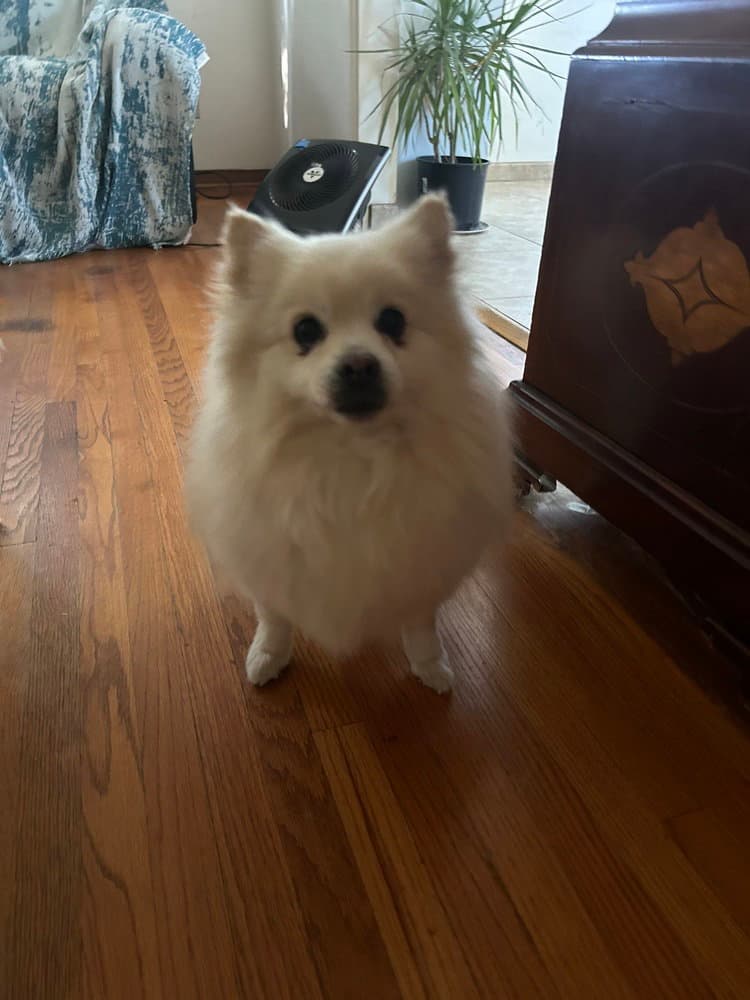 Toby Courtesy Post - American Eskimo Dog