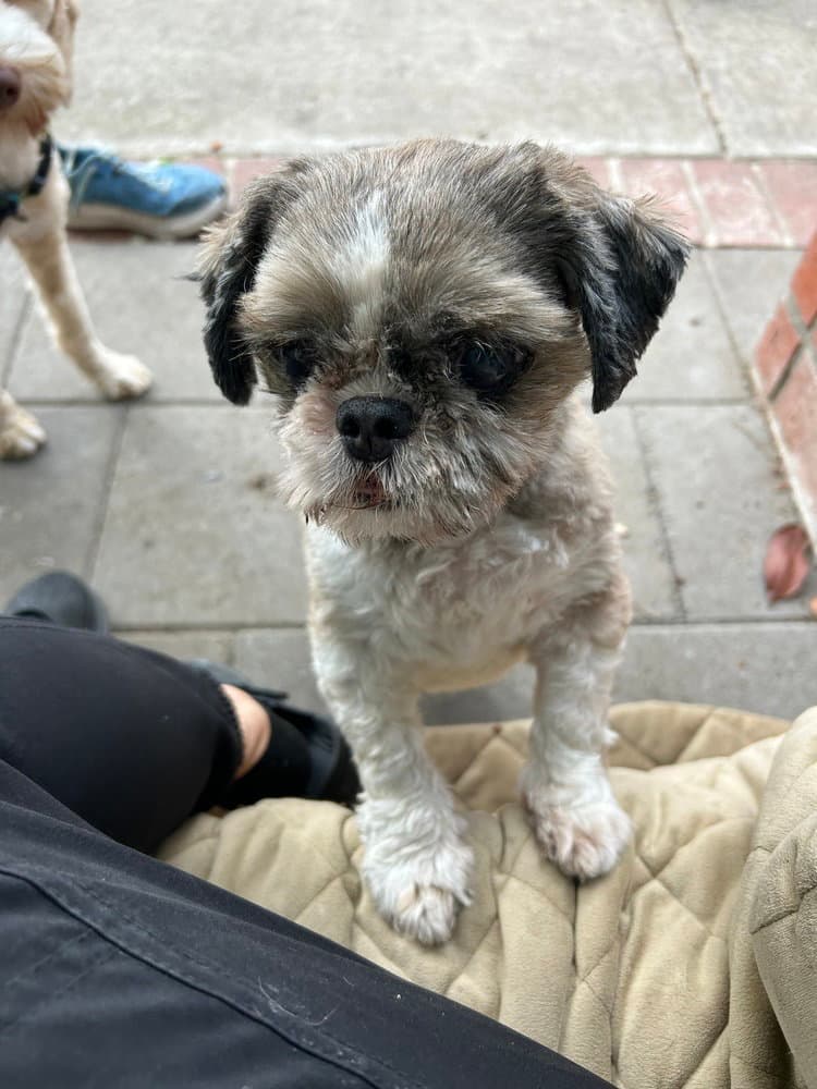 Arthur - Shih Tzu