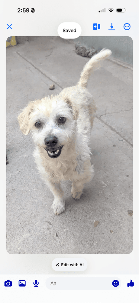 Bowie - Poodle (Miniature)