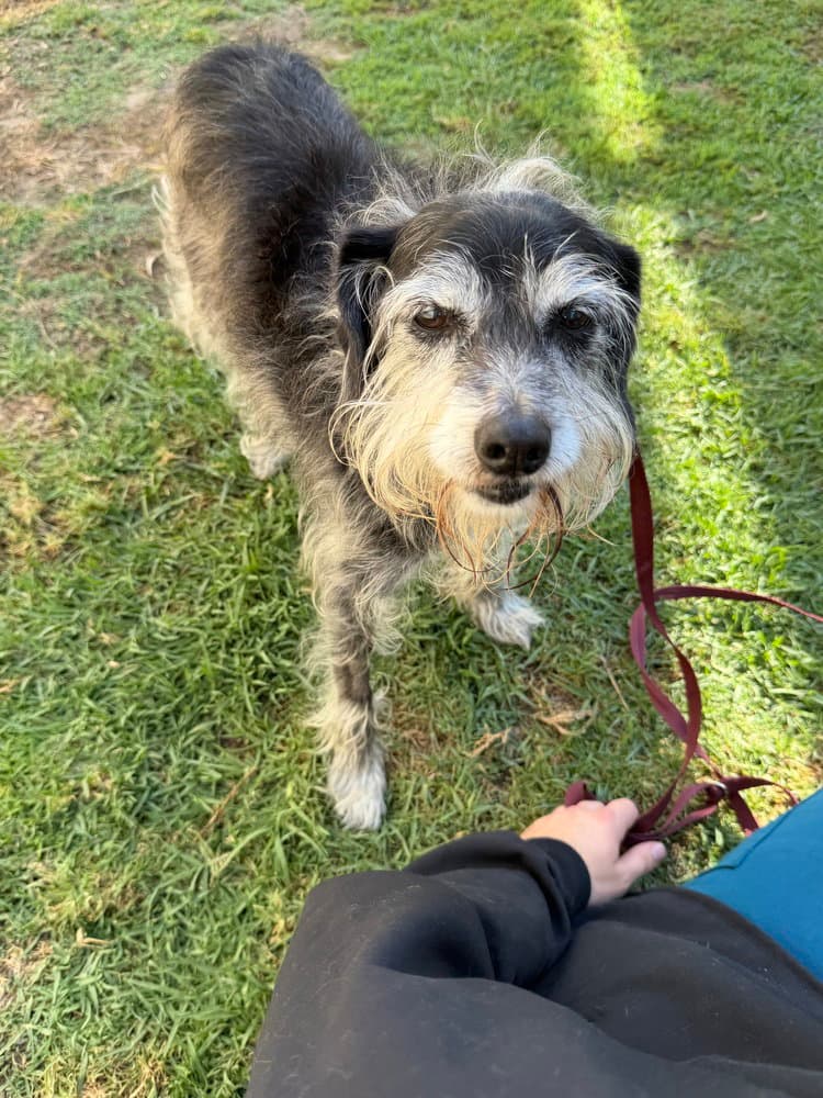 Boston - Schnauzer
