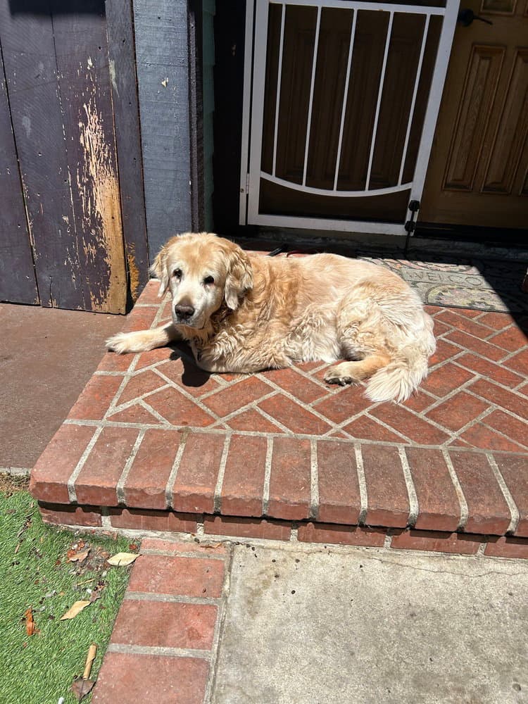 Ziggy - Golden Retriever