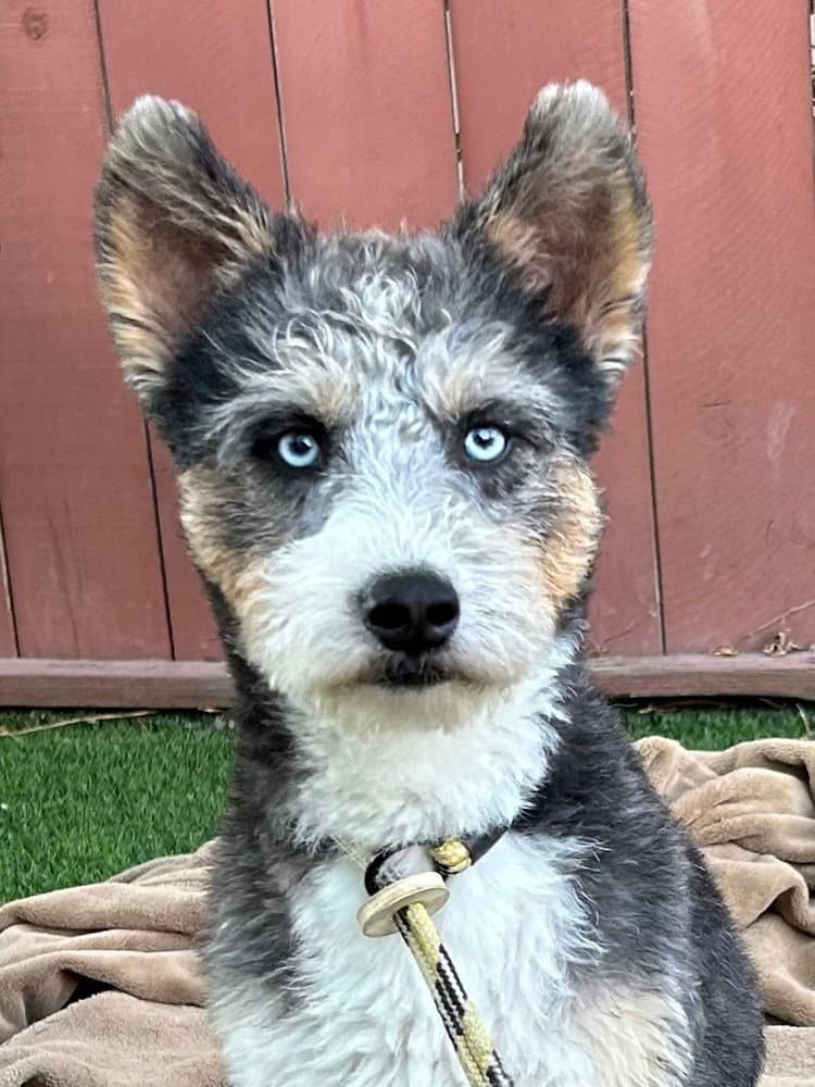 Gabriel - Schnauzer