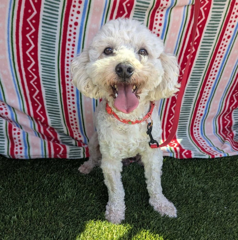Cheerios - Poodle (Miniature)