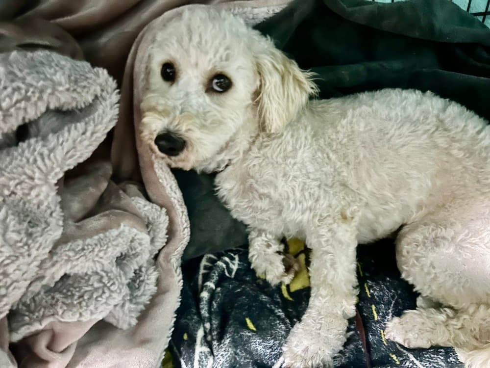Amaya - Poodle (Miniature)