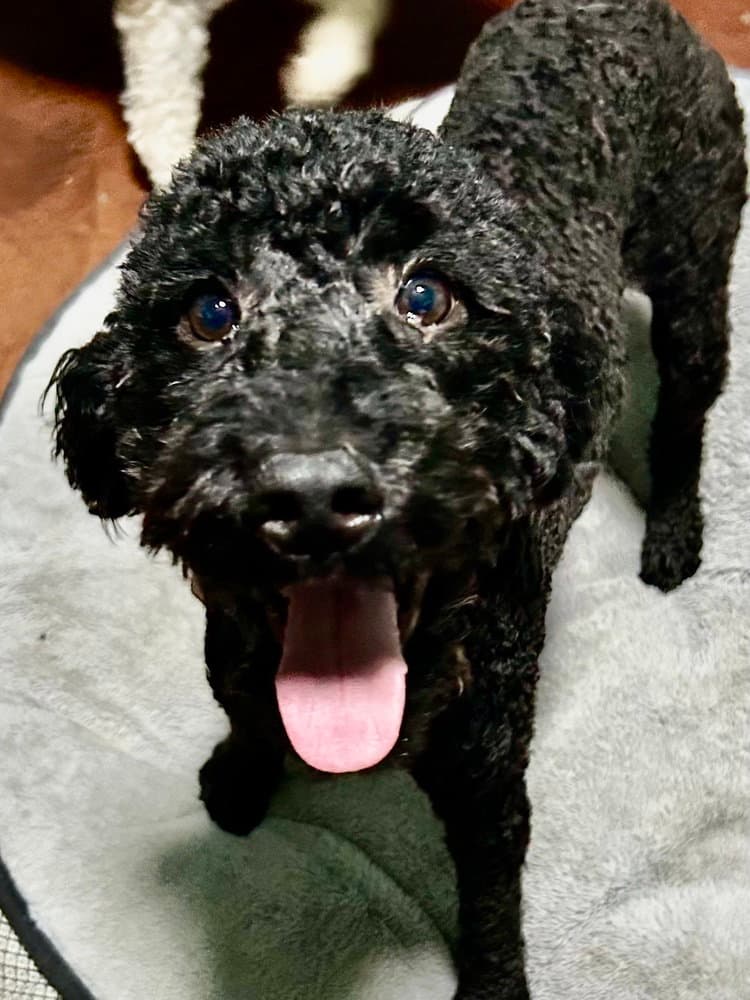 Sonnet - Poodle (Miniature)