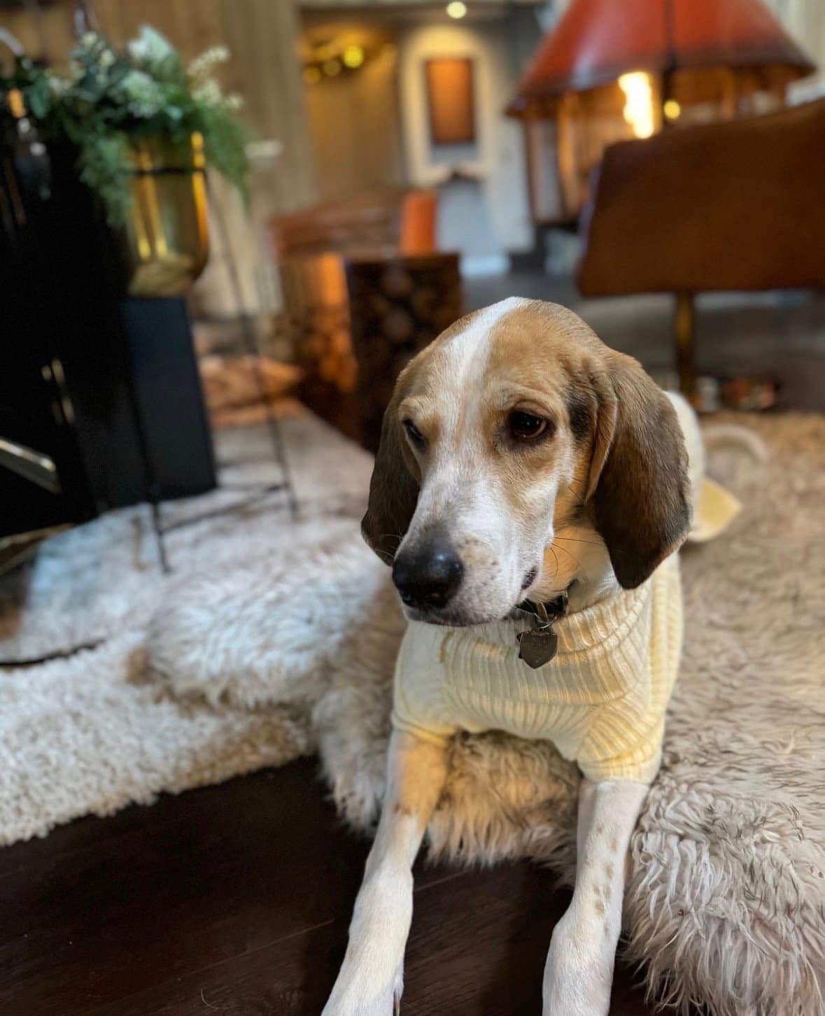 Walker - Coonhound