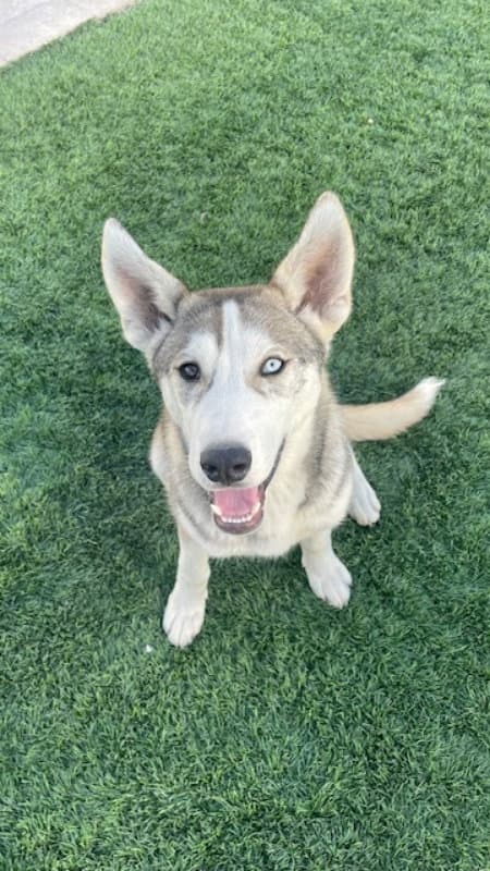 Frosty - Husky