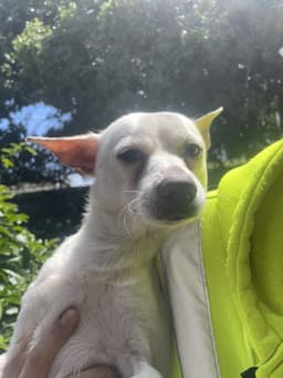 Felipe image 2