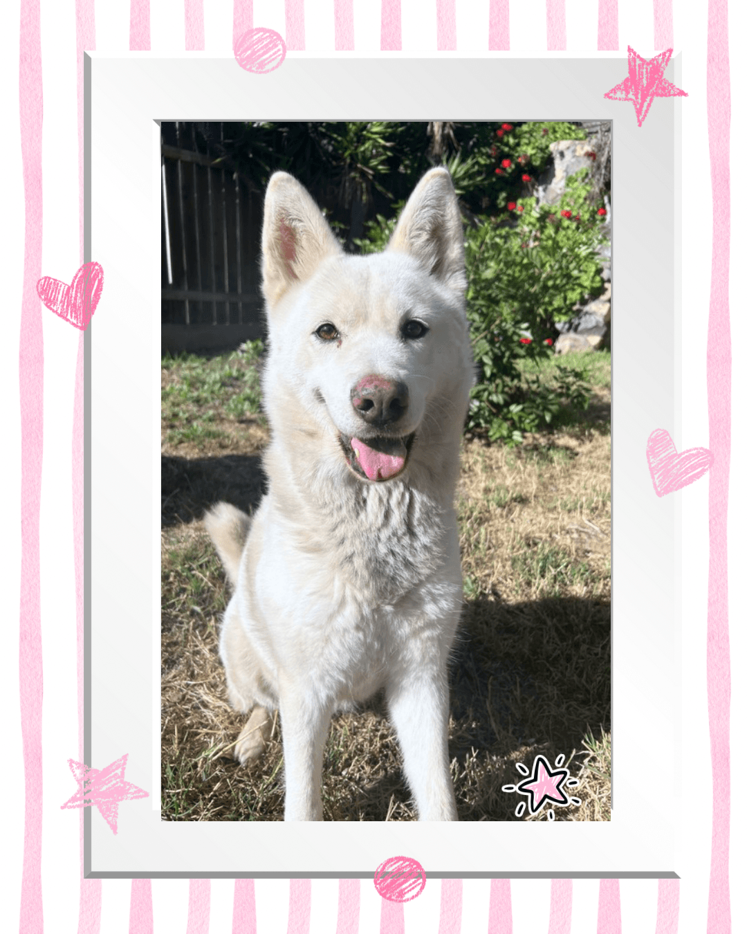 Stellie - Husky