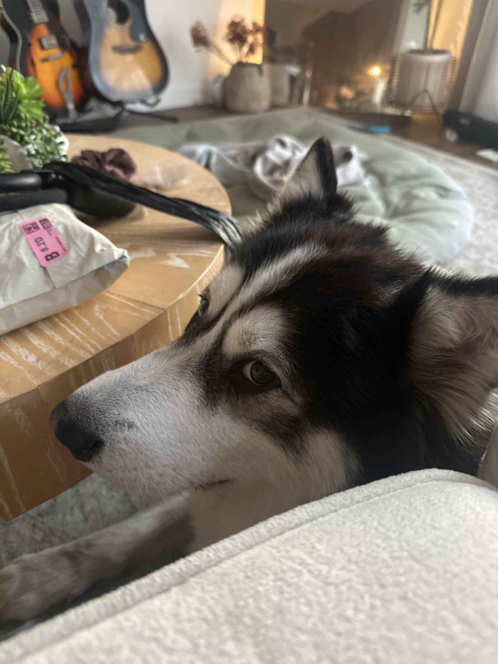 Champ - Husky