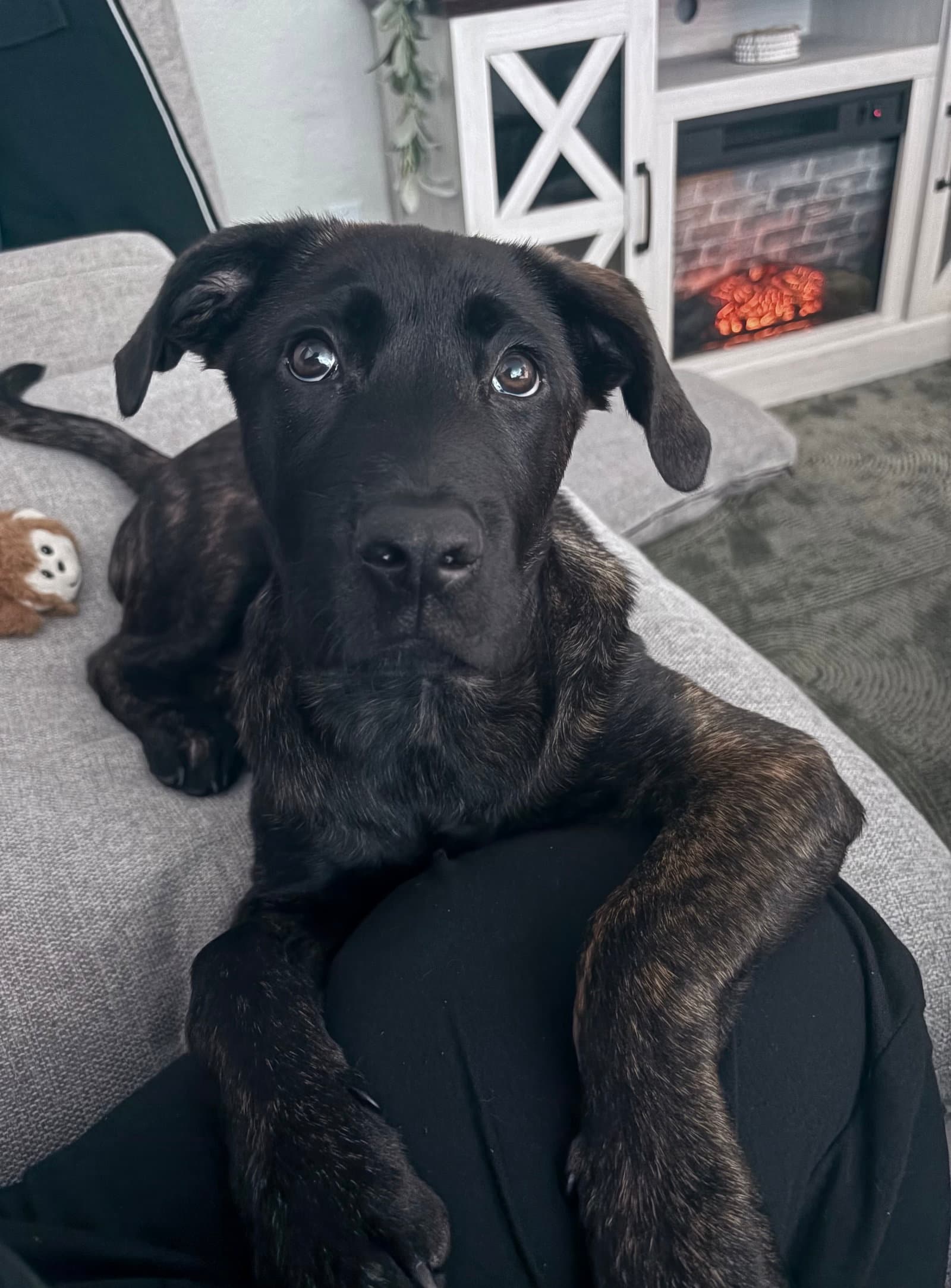 Max - Dutch Shepherd