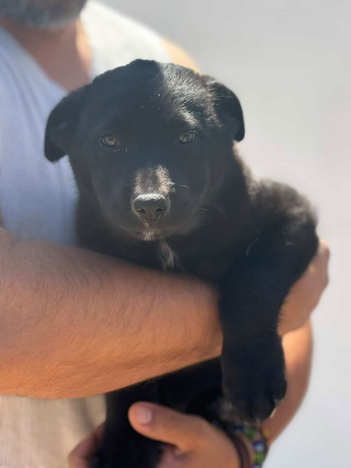 Rumi - Black Labrador Retriever