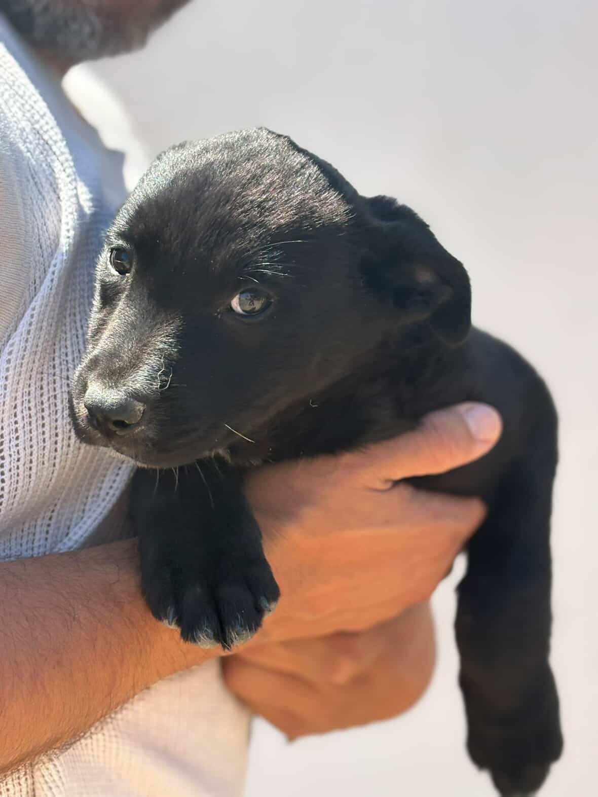 Mira - Black Labrador Retriever