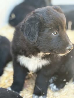 Balu image 1