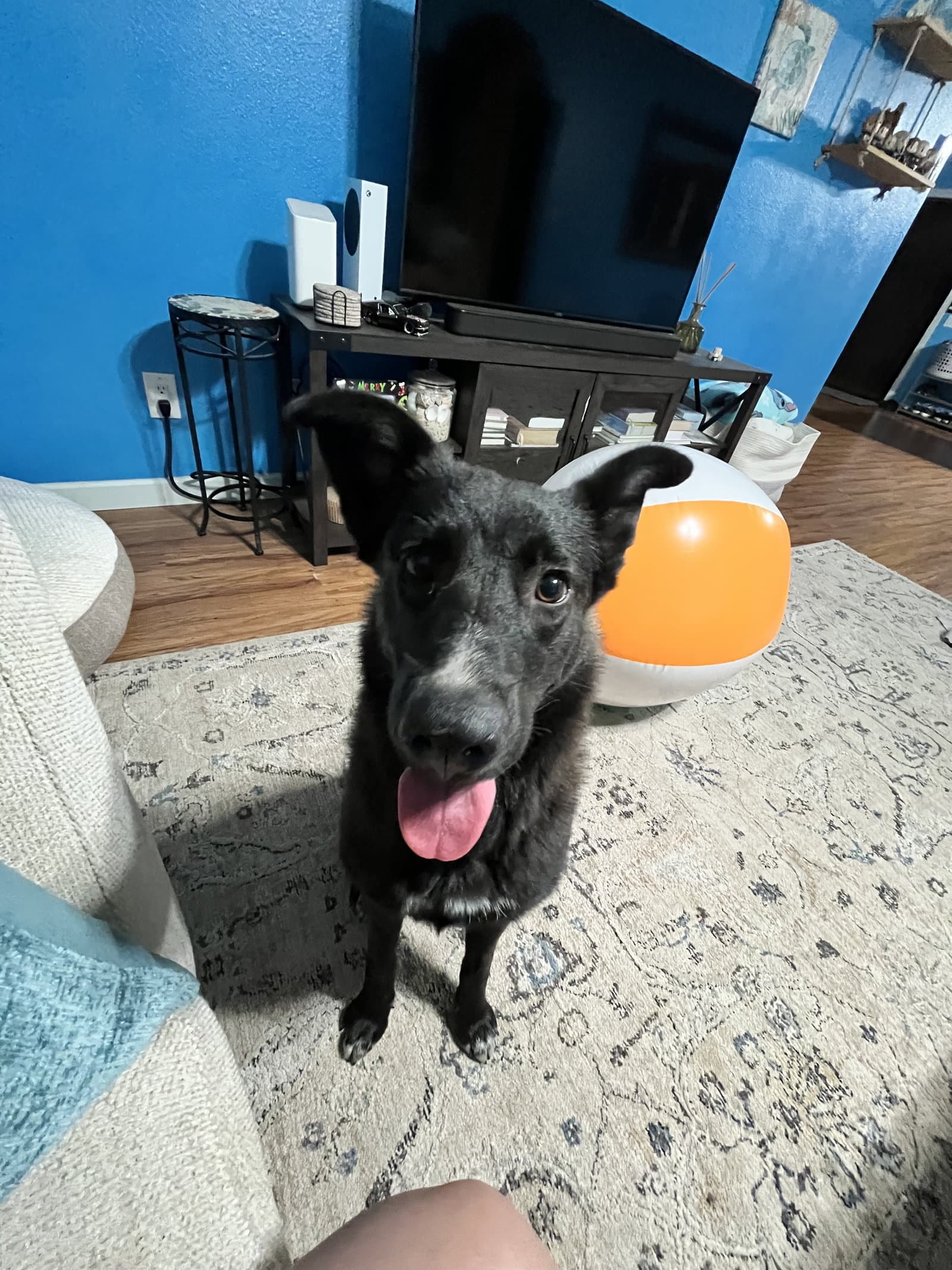 Kora - German Shepherd Dog