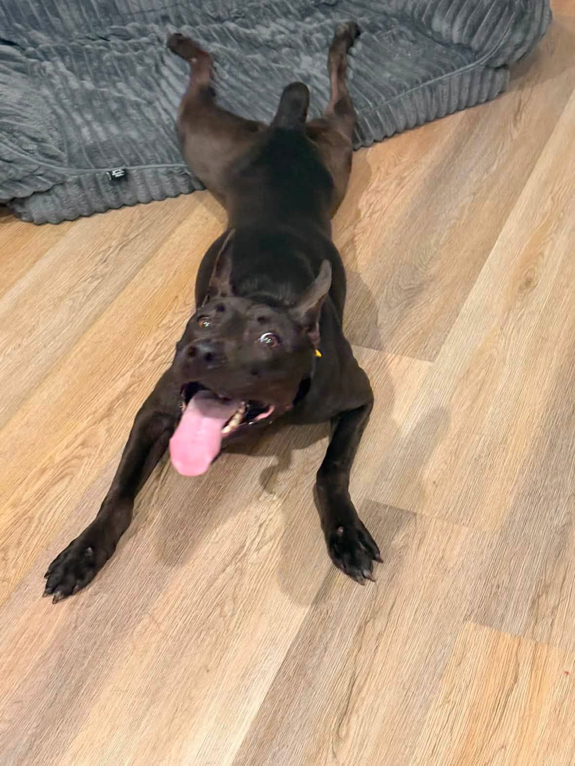 Jello - Black Labrador Retriever
