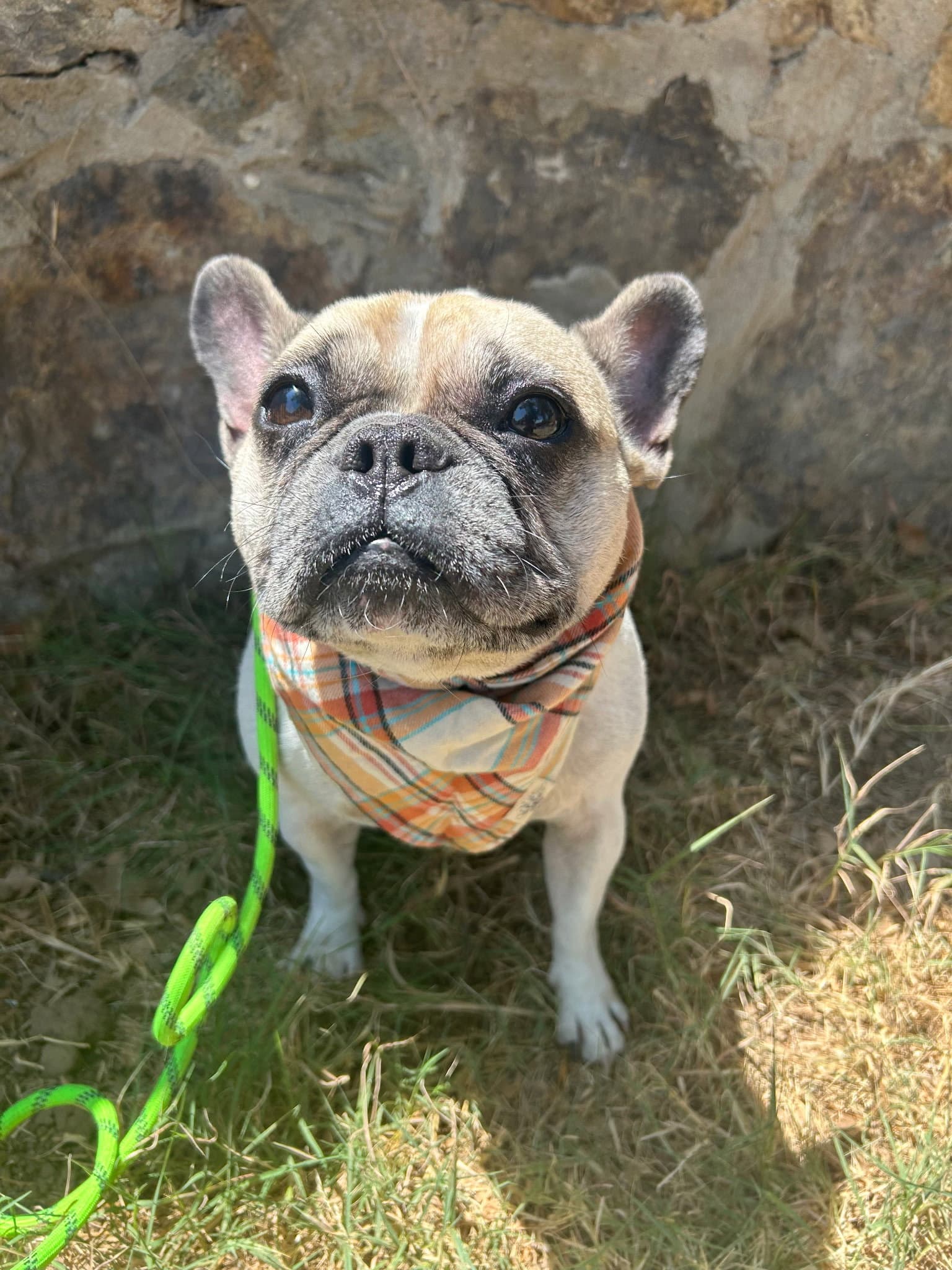 Petuni - French Bulldog