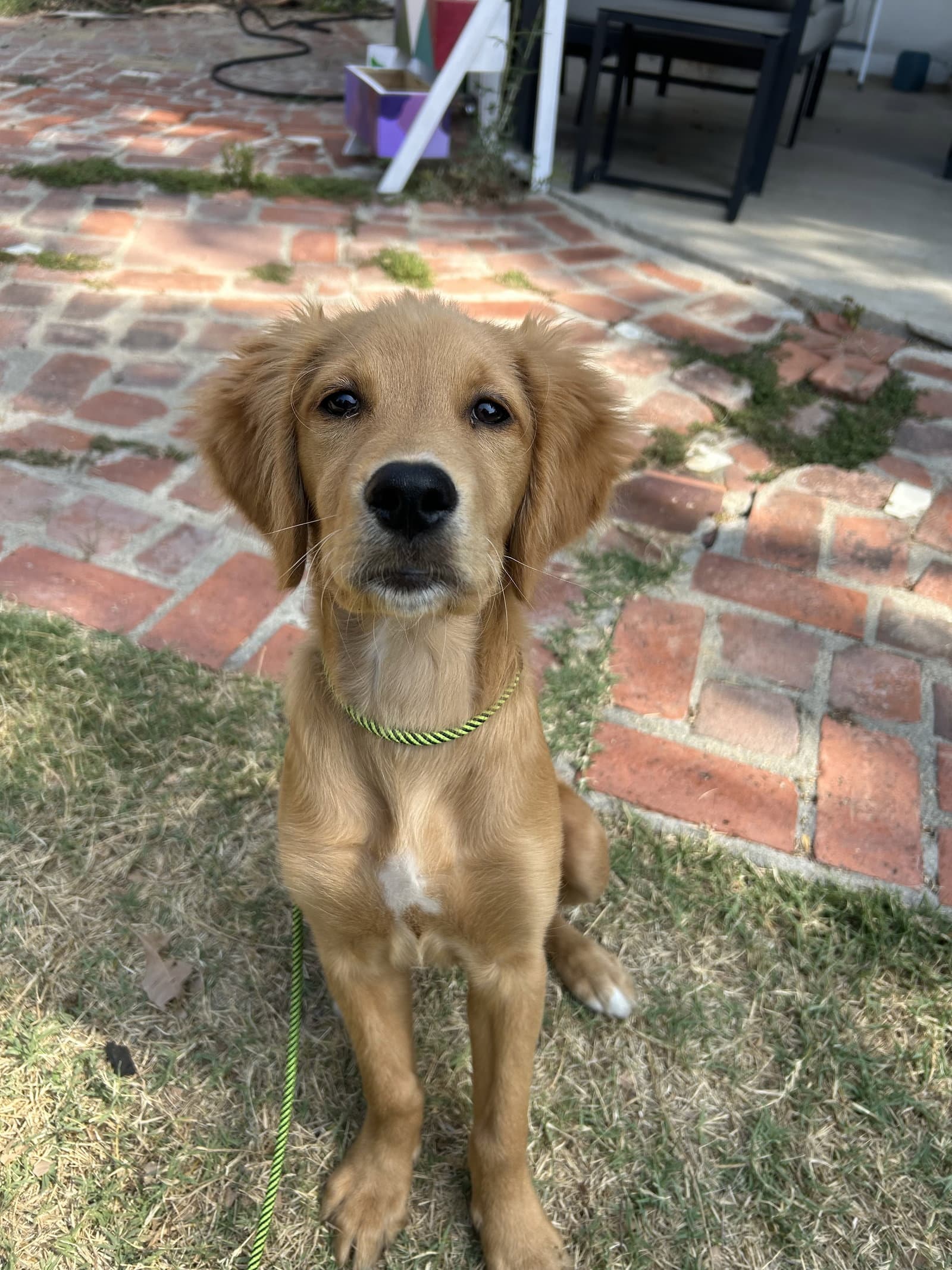 Pancake - Golden Retriever