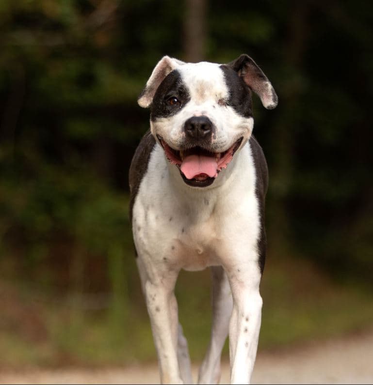 Ellie Beth - American Bulldog