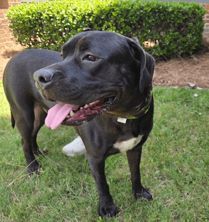 Baloo - Mastiff
