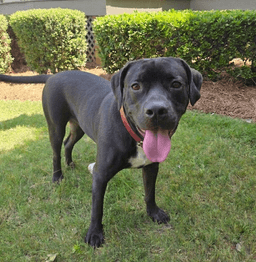Baloo image 2
