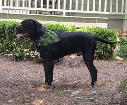 Baloo image 3