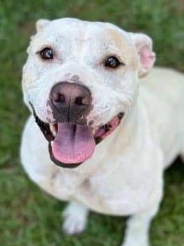 Harold - American Bulldog